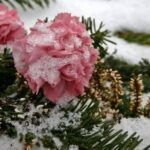 Как молиться, если бабушка делала аборты?