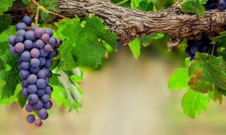 Притча: вяз и виноград